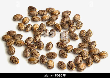 Castor oil seeds Stock Photo