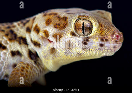 Wonder gecko  (Teratoscincus scincus) Stock Photo