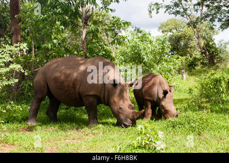 White Rhino with young in Mosi-oa Tunya Nation Park, Zambia, Africa Stock Photo