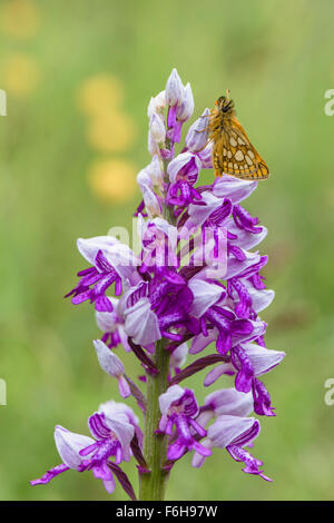 Gelbwuerfeliger Dickkopffalter, Carterocephalus palaemon,  Male Chequered Skipper on orchid military Stock Photo