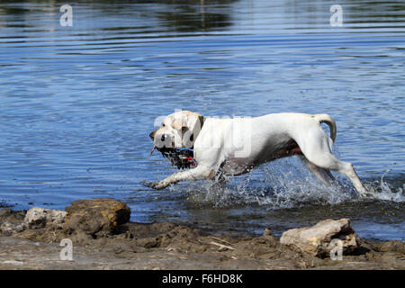 the yellow Labrador retriever dashes back to the hunter after retrieving a duck Stock Photo