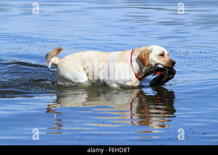 yellow Labrador retriever dashes back to the hunter after retrieving a duck Stock Photo