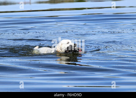 a nice hunting yellow Labrador retriever dashes back to the hunter after retrieving a duck Stock Photo