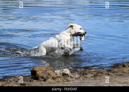 nice hunting yellow Labrador retriever dashes back to the hunter after retrieving a duck Stock Photo