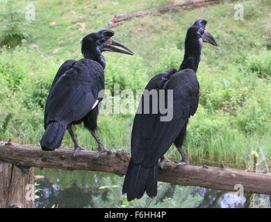 Male and female Abyssinian or Northern Ground hornbill (Bucorvus abyssinicus) Stock Photo