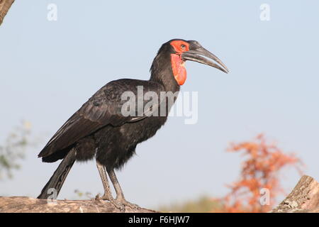 Male African Southern ground Hornbill (Bucorvus Leadbeateri, formerly Bucorvus Cafer) perching on a branch