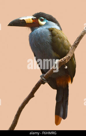 Plate-Billed Mountain Toucan (andigena laminirostris) Stock Photo