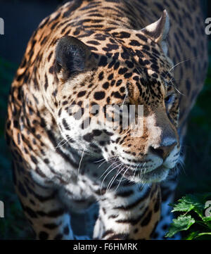 Jaguar Panthera onca cat big cat drinking water animal Stock Photo - Alamy