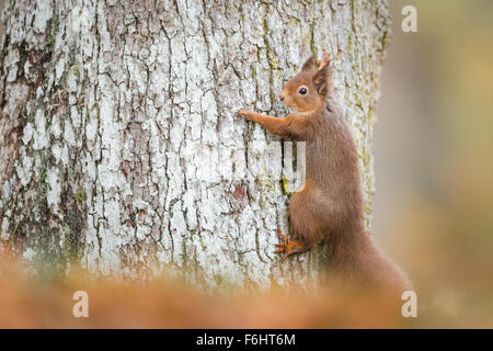 Red Squirrel (Sciurus Vulgaris) pictured clasping onto a Scots pine tree in a forest in the Cairngorms National Park, Scotland. Stock Photo