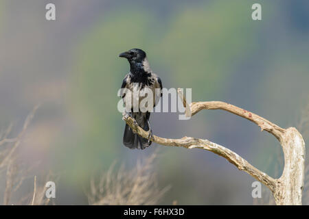 Nebelkraehe, Corvus corone cornix, Hooded crow Stock Photo