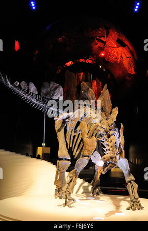 A Stegosaurus skeleton at the entrance to the Earth Hall inside the Natural History Musuem, London UK Stock Photo