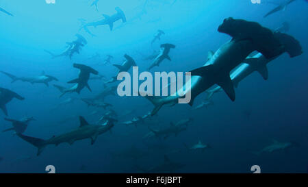 May 18, 2003; Los Angeles, CA, USA; Hammerhead sharks shown in the document 'Deep Blue' directed by Andy Byatt and Alastair Fothergill. Stock Photo