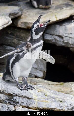 LISBON, PORTUGAL - OCTOBER 24 2014: Penguin shouting in Lisbon Oceanario, Portugal Stock Photo