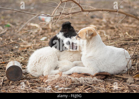 Two adorable mixed breed stray puppies playing outdoors Stock Photo