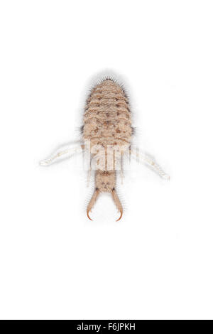 Larval ant lion (doodlebug). These insects burrow into sand and create ...