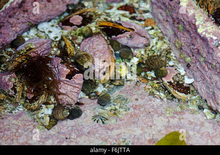 Horse Mussels (Modiolus modiolus) encrusted with Coralline Algae filter ...