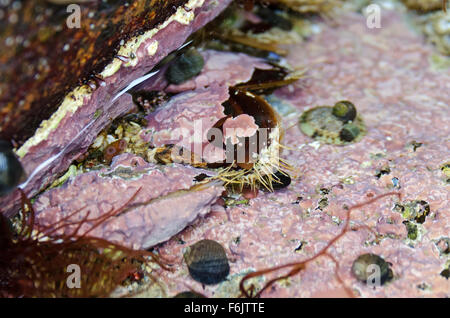 Horse Mussels (Modiolus modiolus) encrusted with Coralline Algae filter ...