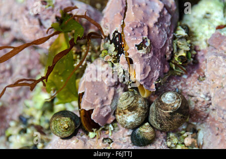 Horse Mussels (Modiolus modiolus) encrusted with Coralline Algae filter ...