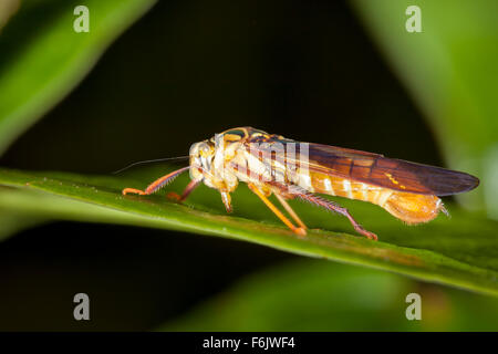 Leafhopper that strongly resembles a wasp. This is a fantastic example of Batesian mimicry. Stock Photo