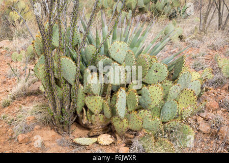 Prickly pear cactus, agave, and ocotillo grouped together in the desert, Coronado National Forest, Arizona