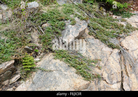 Native Bar Harbor Juniper (Juniperus horizontalis) on the cliffs in Otter Cove, Acadia National Park, Maine. Stock Photo