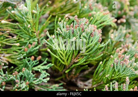 Close-up of wild Bar Harbor juniper (Juniperus horizontalis) on the cliffs in Otter Cove, Acadia National Park, Maine. Stock Photo