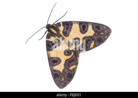 A yellow and black spotted moth photographed in the rainforests of Ecuador. Photographed on a white background. Stock Photo