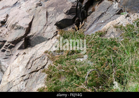Native Bar Harbor juniper (Juniperus horizontalis) on the cliffs in Otter Cove, Acadia National Park, Maine. Stock Photo