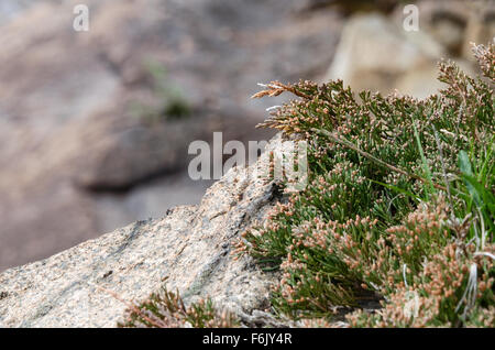 Closeup of Bar Harbor Juniper growing wild on the cliffs of Otter Cove, Acadia National Park, Maine. Stock Photo