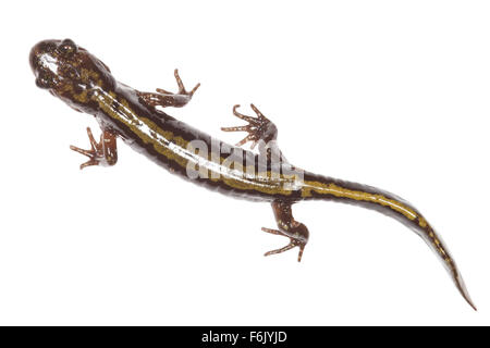 Long-toed salamander (Ambystoma macrodactylum). Photographed on a white background. Stock Photo