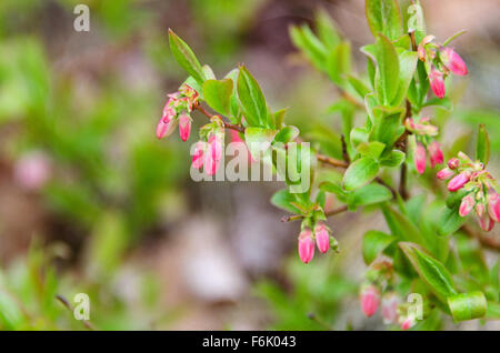 Close-up of wild lowbush blueberry (Vaccinium angustifolium) flowers in May, Acadia National Park, Maine. Stock Photo