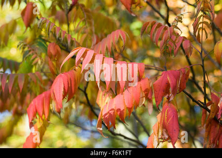Rhus succedanea leaves in Autumn. Stock Photo