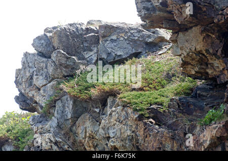 Bar Harbor Juniper growing wild on the cliffs of Hunters Head, Acadia National Park, Maine. Stock Photo