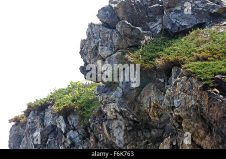 Broad mats of Bar Harbor Juniper growing wild on the cliffs of Hunters Head, Acadia National Park, Maine. Stock Photo