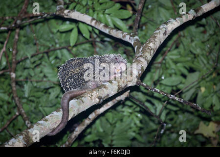 A Brazilian porcupine, Coendou prehensilis, utilizing its prehensile tail in a tree at night. Stock Photo