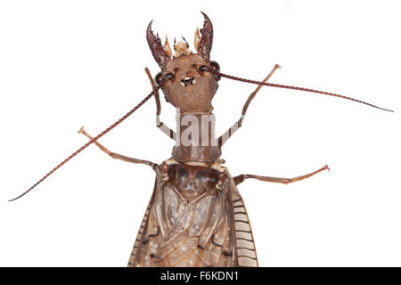Close up of a female dobsonfly. These large insects are characterized ...
