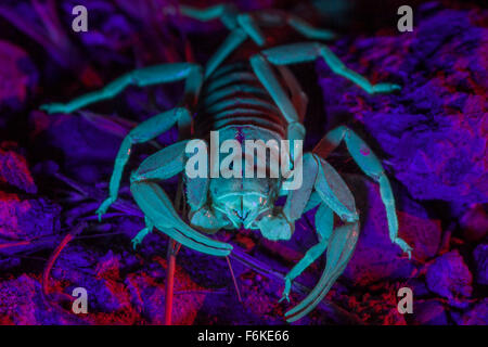 Desert hairy scorpion (Hadrurus spadix) in eastern Oregon, USA, fluorescing under ultraviolet light. Stock Photo