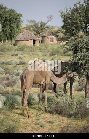 Camels grazing in front of a hut in the Thar desert (Rajasthan, India). Stock Photo