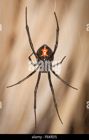Underside of a wester black widow spider (Latrodectus hesperus) in its web. Stock Photo