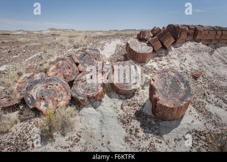Petrified log in Petrified Forest National Park. Stock Photo