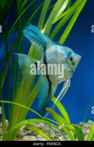 Cichlid fish from genus Pterophyllum in the aquarium Stock Photo