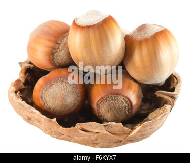 hazelnuts in shell isolated on white background. Stock Photo