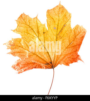 autumn yellow maple leaf isolated on the white background. Stock Photo
