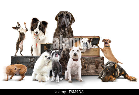 RELEASE DATE: 16 January 2009. MOVIE TITLE: Hotel for Dogs. STUDIO: DreamWorks SKG. PLOT: Two kids secretly take in nine stray dogs at a vacant house. PICTURED: Movie scene. Stock Photo