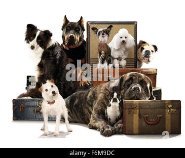 RELEASE DATE: 16 January 2009. MOVIE TITLE: Hotel for Dogs. STUDIO: DreamWorks SKG. PLOT: Two kids secretly take in nine stray dogs at a vacant house. PICTURED: Movie scene. Stock Photo