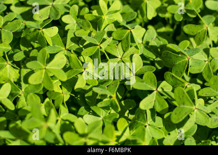 Floor filled with clover in autumn Stock Photo - Alamy