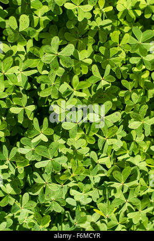 Floor filled with clover in autumn Stock Photo - Alamy