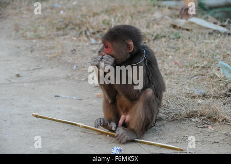 Monkey in Chains in Vietnam Stock Photo