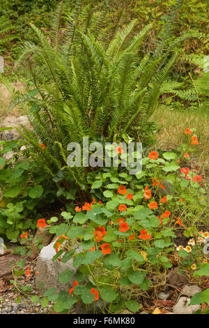 Swordfern and Nasturtiums in a shady backyard in Issaquah, WA.  The leaves and flowers of Nasturtiums are edible, with a peppery Stock Photo