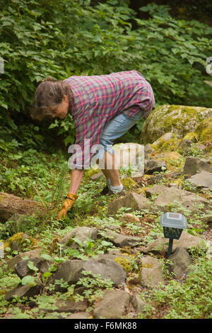 Woman pulling weeds in a shady, rocky area of her yard in Issaquah, Washington, USA